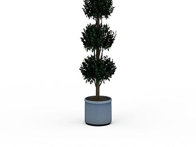 现代盆栽植物