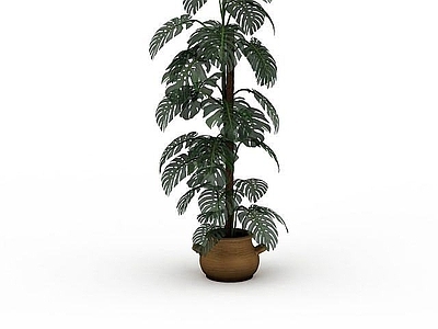 现代芭蕉盆景