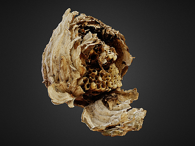 现代艺术风格建筑 蜂窝 蜂巢 黄蜂窝 蜂巢穴 昆虫巢