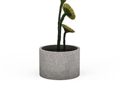 现代非洲菊