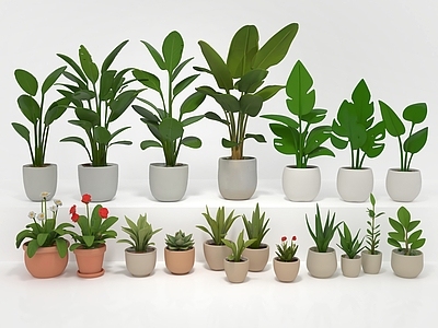 盆栽 盆栽植物 室内绿植 鲜花盆栽