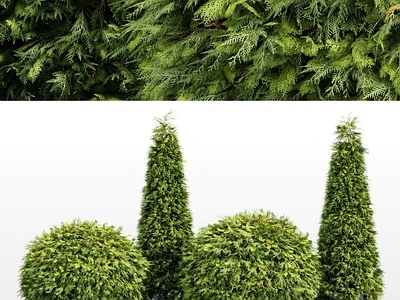 灌木 灌木 侧柏