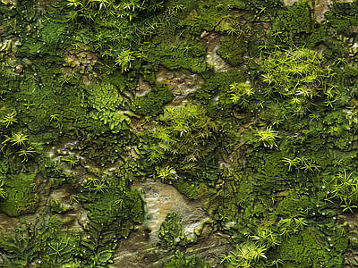 现代自然地面 苔藓 湿润环境 自然 墙地面苔藓 绿色植物
