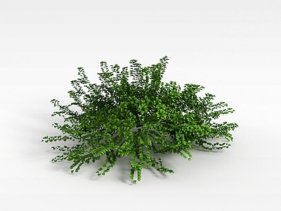 现代灌木 室外绿植灌木