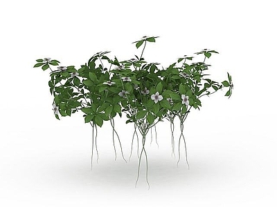 现代灌木 开花绿植