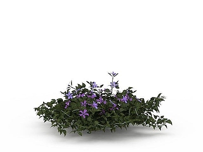 现代灌木 开花灌木
