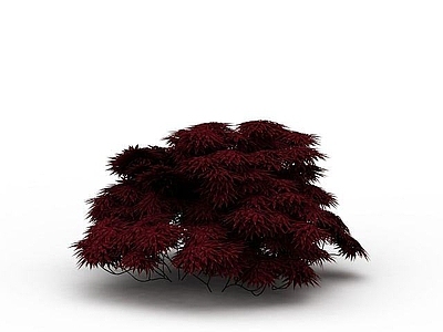 现代灌木 红色灌木