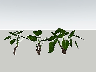 盆栽 热带植物 大叶 芋类