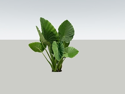 盆栽 芋类 象耳芋 热带 大叶类