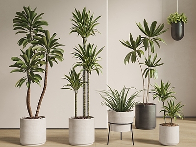 盆栽 盆栽植物 绿植 盆栽盆景 吊篮 吊兰