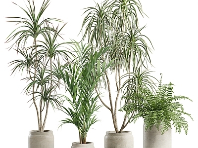 盆栽 现代植物盆栽