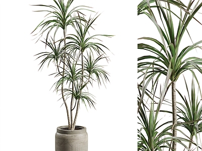 盆栽 现代植物盆栽