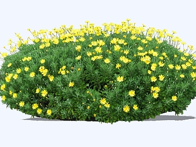 灌木 2D木春菊 木茼蒿 小牛眼菊 茼蒿菊 木菊