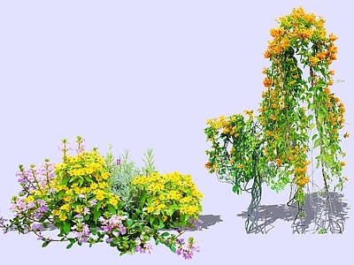 花草 2D炮仗花 皇帝菊 草花组合 火焰藤 爬藤植物