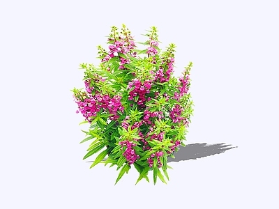 灌木 2D指甲花 凤仙花 灯盏花 小桃红 急性子
