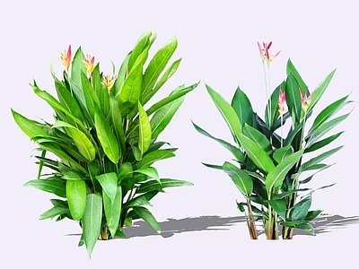 灌木 2D蝎尾蕉 富贵鸟 发财鸟 银肋赫蕉