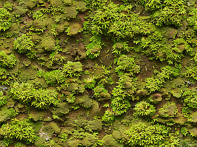 现代自然地面 苔藓 自然 绿色植物 墙地面苔藓 湿润环境