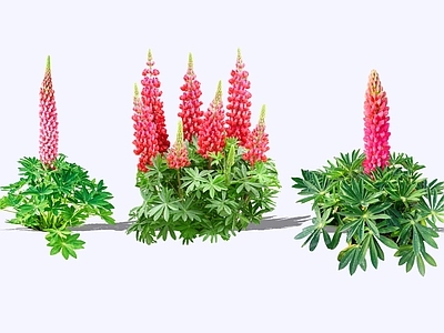灌木 2D羽扇豆 鲁冰花