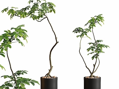 盆栽 现代落地盆栽植物 多叶