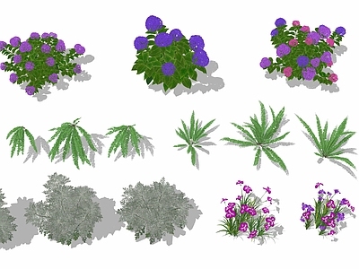 花草 花境 花坛花草 花卉花草 花卉