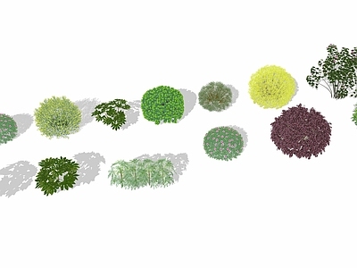 灌木 灌木球 球形灌木 灌木 景观灌木