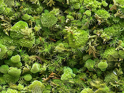现代自然地面 苔藓 墙地面苔藓 绿色植物 湿润环境 自然