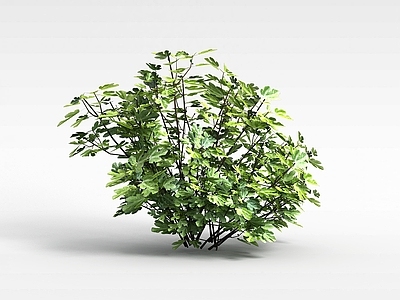 现代灌木 矮灌木丛