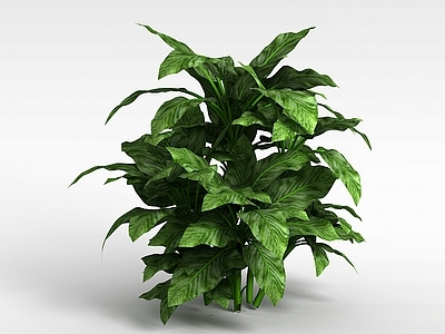 现代灌木 灌木植物