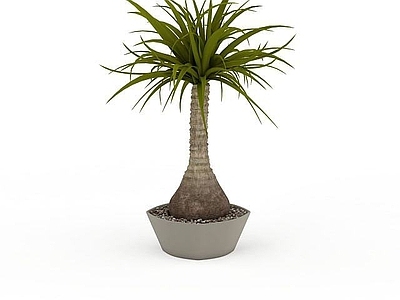 现代摆件组合 观赏绿植盆景