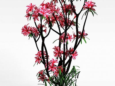 现代办公桌 园林观赏花卉植物