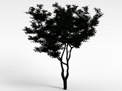 现代办公桌 细叶植物大树