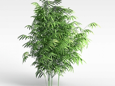 现代办公桌 园林植物竹子