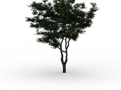 现代办公桌 园林植物