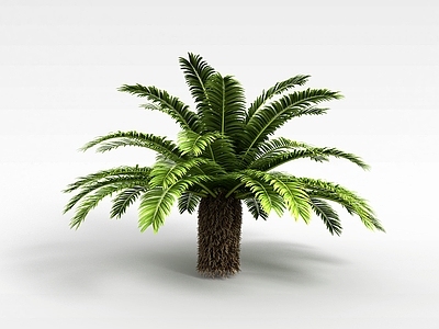 现代办公桌 热带植物