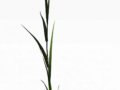 现代佛龛 野草