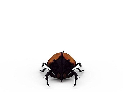 现代爬行类动物 昆虫
