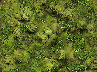 现代自然地面 苔藓 湿润环境 墙地面苔藓 自然 绿色植物
