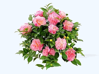 灌木 2D山茶花灌木 花灌木
