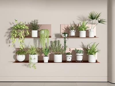 植物组合 盆栽 植物 绿植 绿萝 多肉