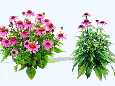 灌木 2D松果菊 紫松果菊 紫锥花 紫锥菊