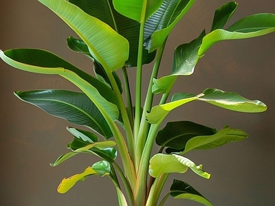 盆栽 现代绿植盆栽