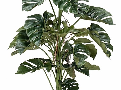 盆栽 现代龟背植物盆栽