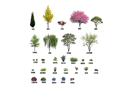 植物组合 2D带名字植物 常用植物带名字 带名字植物 带名字景观植物