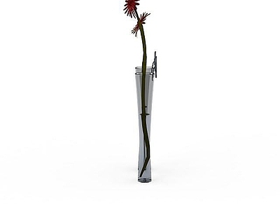 现代荷兰菊