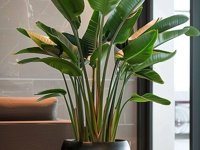 盆栽 现代绿植盆栽