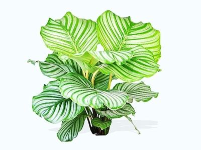 灌木 2D青苹果竹芋 圆叶竹芋