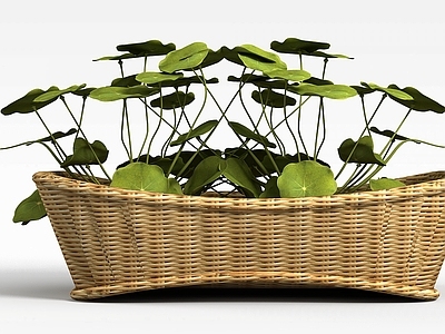 现代佛龛 荷叶盆栽