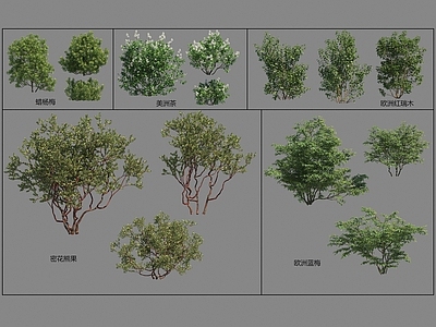 灌木 景观灌木