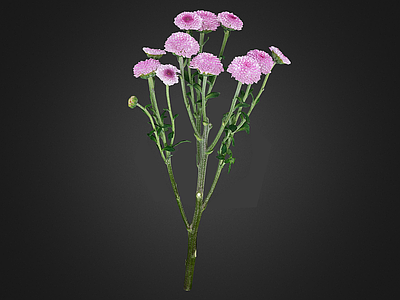 花 菊花 扫描菊花 花 鲜花 花卉