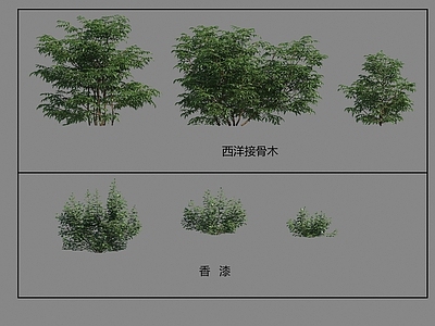 灌木 灌木 香漆